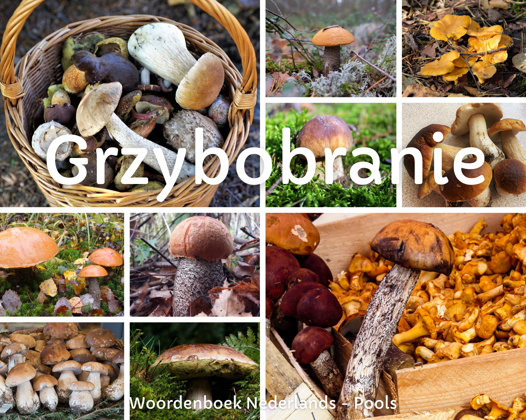 Grzybobranie: bospaddenstoelen plukken in Polen.
