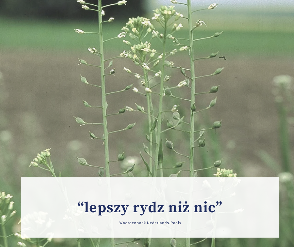 Wat betekent de Poolse uitdrukking 