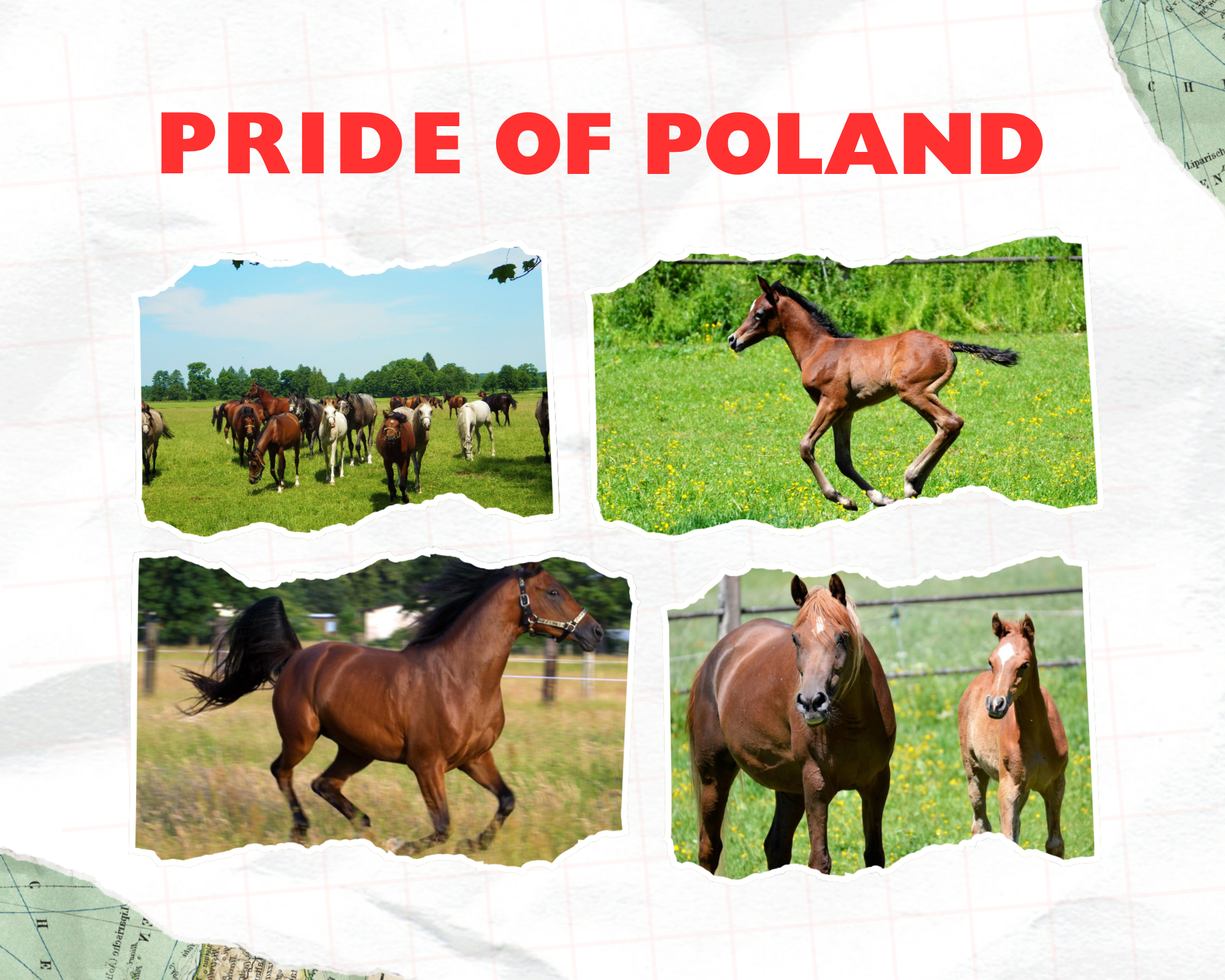 De traditie van het fokken van de Arabische volbloed paarden in Polen is al eeuwen oud.